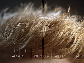 Can hair grow in 56 days? New research reveals what science says