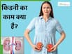किडनी कैसे और क्या काम करती है? जानें इसके बारे में