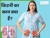 किडनी कैसे और क्या काम करती है? जानें इसके बारे में