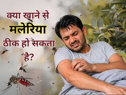 World Malaria Day 2026: मलेरिया में पपीते के अलावा क्या खाएं? जानें डॉक्टर की सलाह