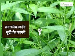 कालमेघ जड़ी-बूटी के फायदे: आयुर्वेद के अनुसार लिवर के लिए क्यों है बेहद फायदेमंद?