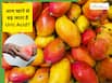 Mango side effects : क्या आम खाने से बढ़ जाता है यूरिक एसिड?