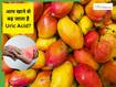 Mango side effects : क्या आम खाने से बढ़ जाता है यूरिक एसिड?