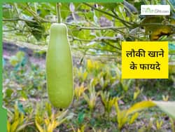 लौकी खाने से कौन-कौन सी बीमारियां दूर होती हैं? फायदे जान आप भी खाएंगे ये सब्जी