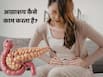 अग्न्याशय क्या है और शरीर के लिए क्यों जरूरी है?