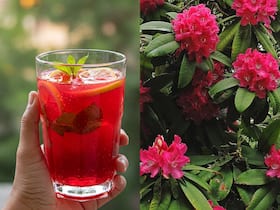 गर्मी में पिएं बुरांश के फूलों का जूस, शरीर को मिलेंगे ये 5 जबरदस्त फायदे