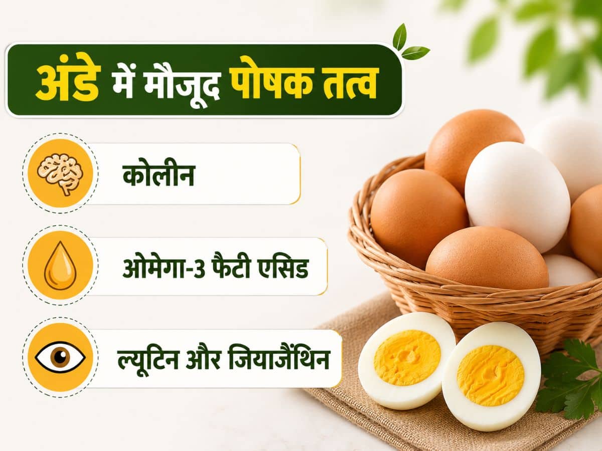 egg nutrition