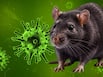 Hantavirus क्या है? जानें इसके लक्षण, कारण और सभी सवाल-जवाब