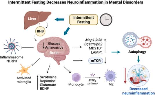 Fasting may affect inflammation and brain health