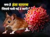 हंता वायरस क्या होता है और ये चूहों द्वारा कैसे फैलता है?