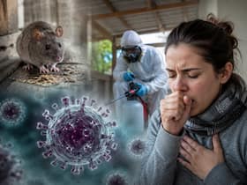 Hantavirus explained: Can it spread from person to person? Here's everything you need to know