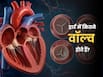 हार्ट में कितने वाल्व होते हैं? जानें, ये कैसे करते हैं काम