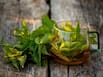 Nettle tea benefits: What happens when you drink it daily before sleep? 7 science-backed health benefits you should know