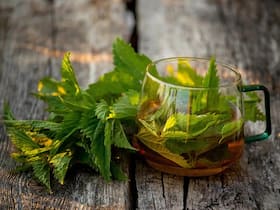 Nettle tea benefits: What happens when you drink it daily before sleep? 7 science-backed health benefits you should know