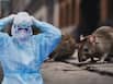 US reports first Hantavirus death since 2024: Colorado man dies of severe symptoms of hantavirus - How lethal is the strain?