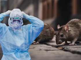 US reports first Hantavirus death since 2024: Colorado man dies of severe symptoms of hantavirus - How lethal is the strain?