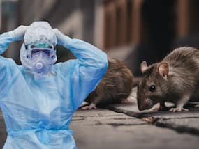 US reports first Hantavirus death since 2024: Colorado man dies of severe symptoms of hantavirus - How lethal is the strain? US reports first Hantavirus death since 2024: Colorado man dies of severe symptoms of hantavirus - How lethal is the strain?