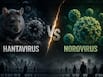 Hantavirus vs Norovirus: Which virus is more dangerous and can it trigger a pandemic like COVID-19? Expert explains