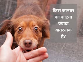 चूहों के अलावा कुत्ते, बिल्ली या अन्य जंगली जानवर काट जाए तो क्या करें?