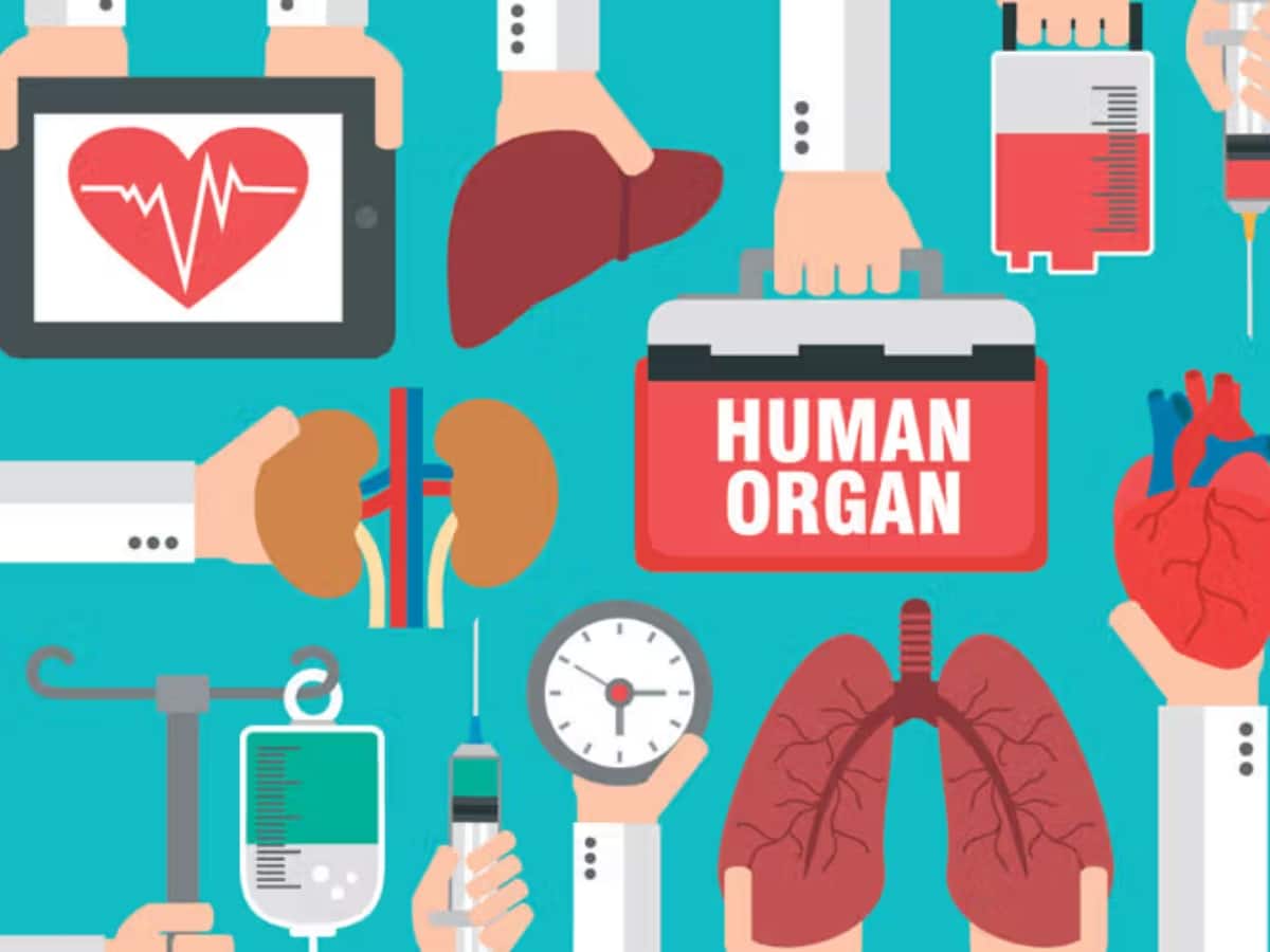 Human Organ