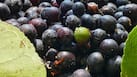 5 powerful health benefits of jamun beyond regulating blood sugar