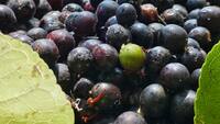 5 powerful health benefits of jamun beyond regulating blood sugar