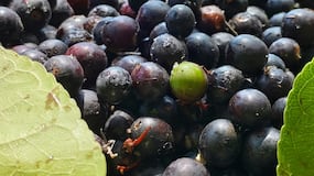 5 powerful health benefits of jamun beyond regulating blood sugar