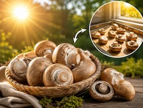 Mushrooms can provide up to 1200 IU vitamin D per 100g if you do this simple thing before cooking: Study