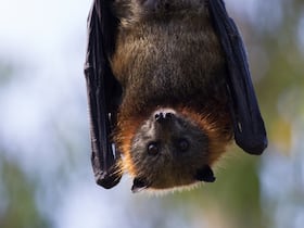 Nipah alert in Kerala: 40-year-old man tests positive with severe symptoms in Kozhikode - Health officials on high alert