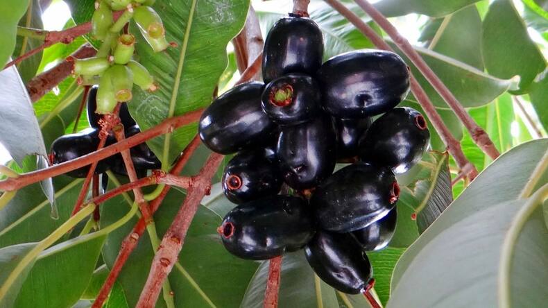 5 powerful health benefits of jamun beyond regulating blood sugar