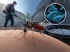 Why is Google seeking permission to release 32 million mosquitoes in California? Science behind wolbachia disease-control project