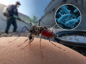 Why is Google seeking permission to release 32 million mosquitoes in California? Science behind wolbachia disease-control project