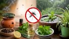 5 simple home remedies to keep mosquitoes away this monsoon and reduce the risk of dengue, malaria and chikungunya