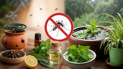 5 simple home remedies to keep mosquitoes away this monsoon and reduce the risk of dengue, malaria and chikungunya