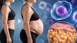 Ageing and belly fat: Scientists discover stem cells that may explain why belly fat increases with age