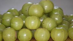 Amla explained: Benefits, nutrition, uses, side effects and who should avoid it