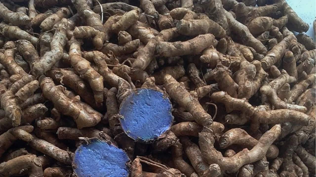 black turmeric