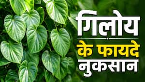 क्या वाकई इम्यूनिटी को बूस्ट करती है गिलोय? जानें इसके पोषक तत्वों के बारे में और इसका कितना सेवन करें