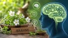 Brahmi and brain health: Can this ayurvedic herb improve memory?