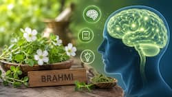Brahmi and brain health: Can this ayurvedic herb improve memory?