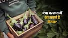 मानसून में बैंगन खाना चाहिए या नहीं? जानें डायटीशियन की क्या है सलाह