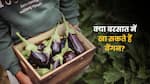 मानसून में बैंगन खाना चाहिए या नहीं? जानें डायटीशियन की क्या है सलाह