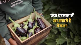 मानसून में बैंगन खाना चाहिए या नहीं? जानें डायटीशियन की क्या है सलाह मानसून में बैंगन खाना चाहिए या नहीं? जानें डायटीशियन की क्या है सलाह