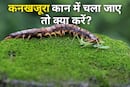 बारिश के मौसम में बढ़ गया कनखजूरों का खतरा! कान में घुस जाए तो तुरंत करें ये काम