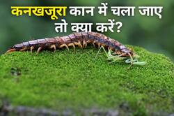 बारिश के मौसम में बढ़ गया कनखजूरों का खतरा! कान में घुस जाए तो तुरंत करें ये काम