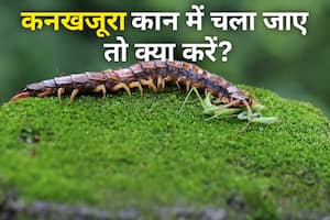 बारिश के मौसम में बढ़ गया कनखजूरों का खतरा! कान में घुस जाए तो तुरंत करें ये काम