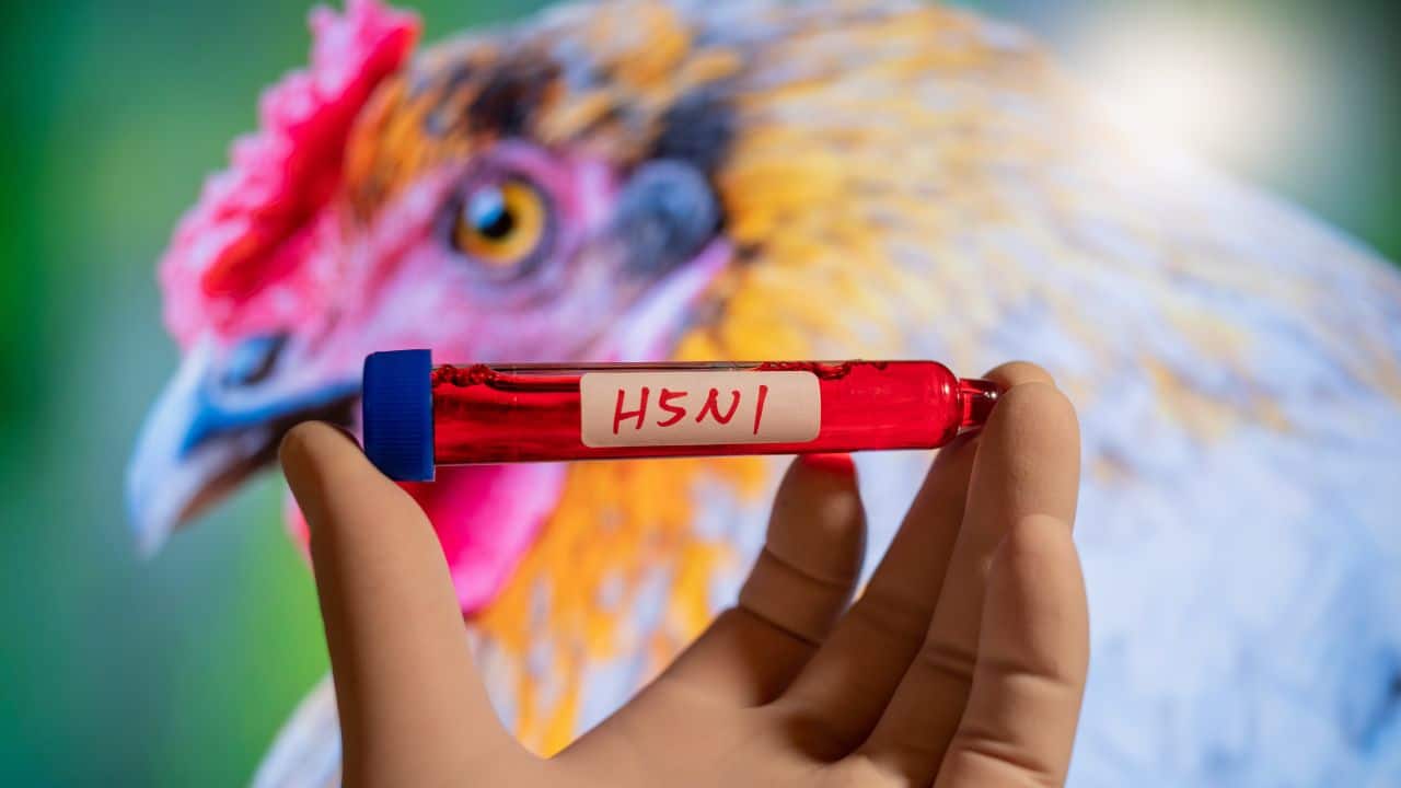 Bird flu's deadly reach: Chickens, cats, and marine mammals at risk | Quick Digest