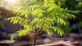 Neem benefits explained: Uses, dosage, side effects and what research says about this medicinal plant