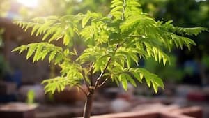 Neem benefits explained: Uses, dosage, side effects and what research says about this medicinal plant