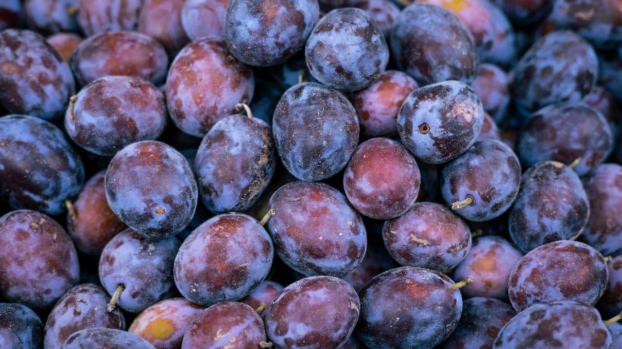 Plum
